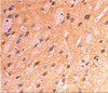 Immunohistochemical staining of rat brain using APP antibody at 2 ug/mL.